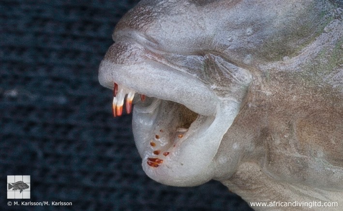 Tanganicodus sp. 'irsacae udachi' Udachi